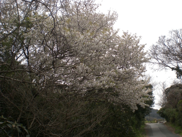 片西山桜１