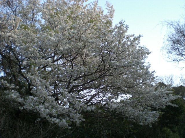 山桜満開１