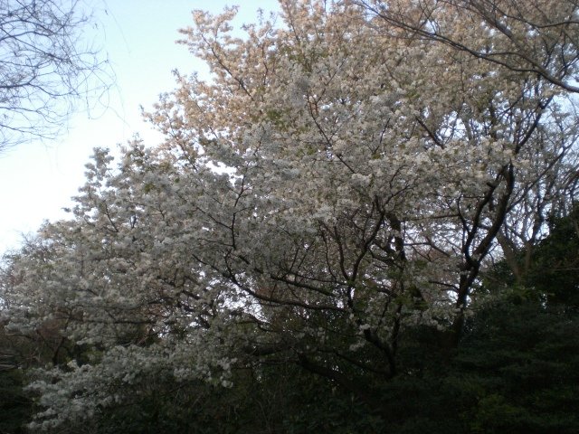 山桜満開２