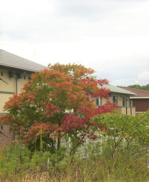 ハゼの木の紅葉