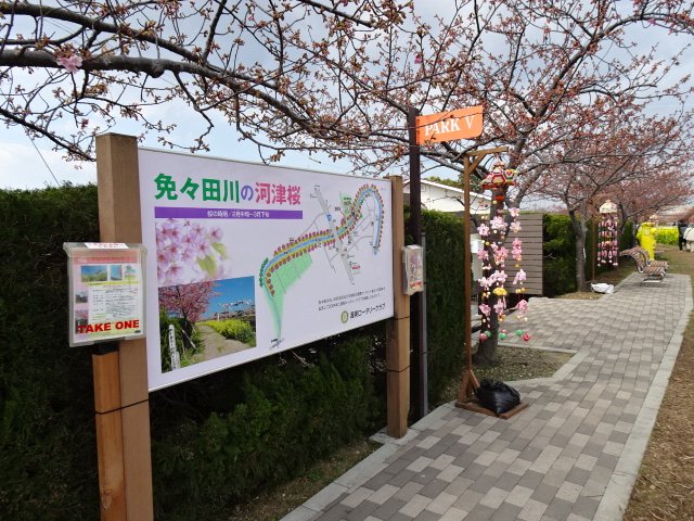 免々田川の桜祭り４