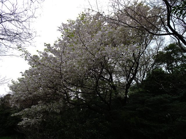 春宵の山桜１