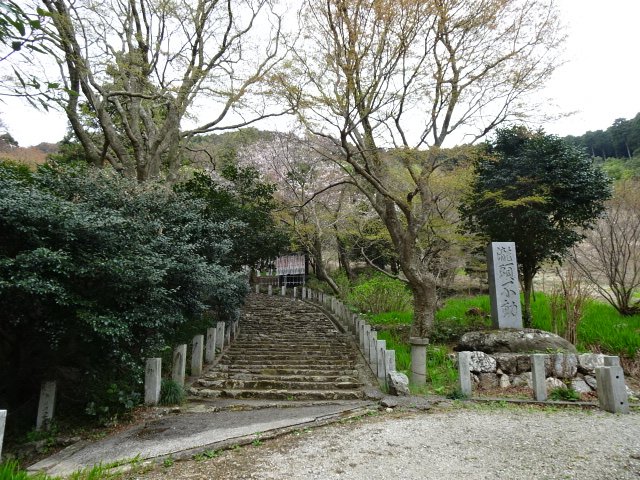 滝頭桜３